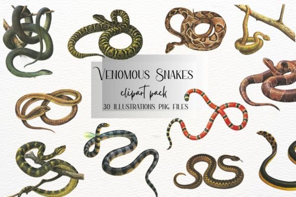 Exploring the Allure of the 30 Venomous Vintage Snakes Collection
